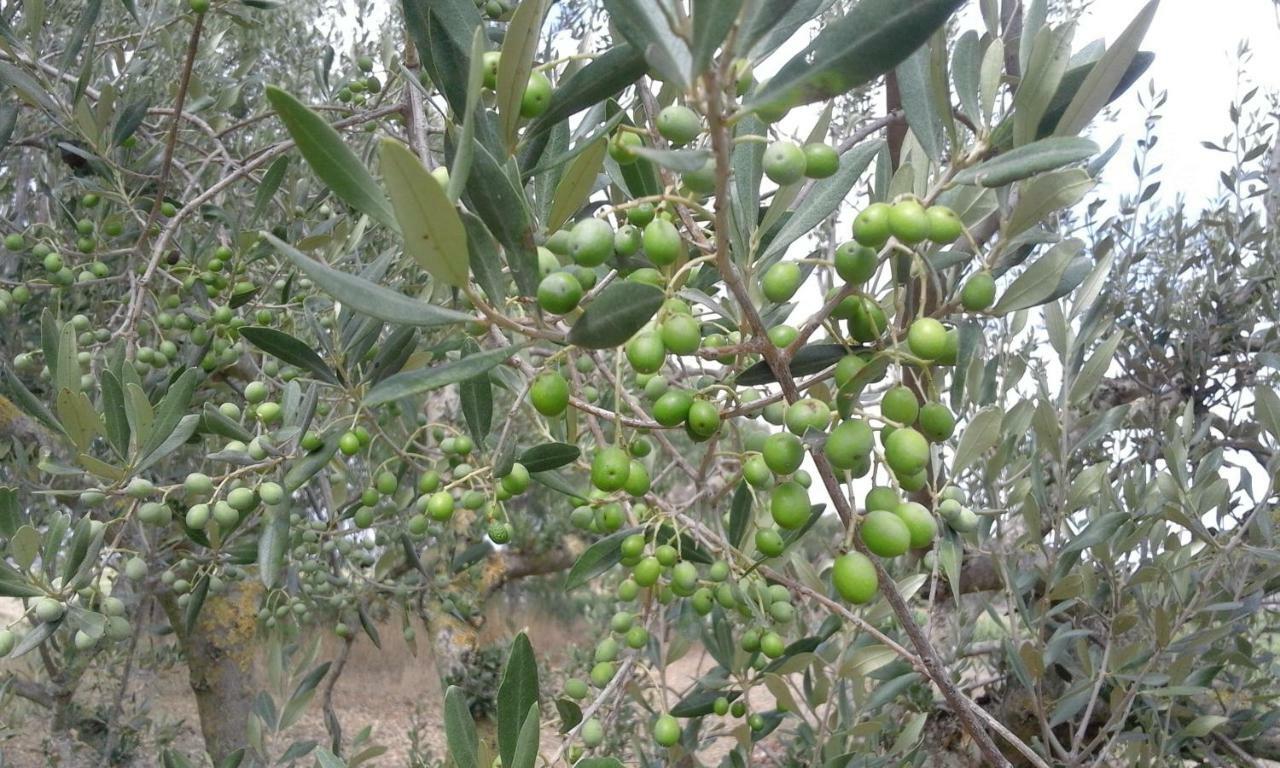 Poderi Di Tragliatella Bagian luar foto